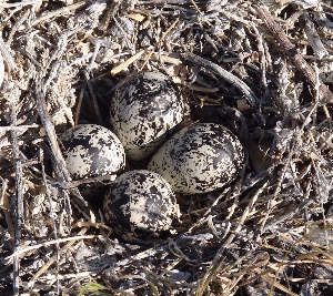 Killdeer Nest in Fernely NV