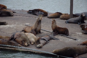 The seals have a reserved dock.