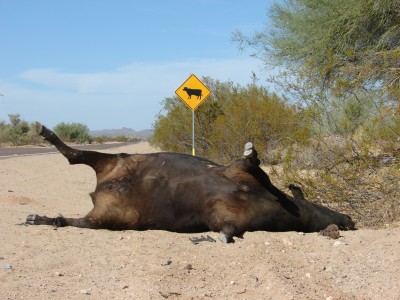 Caution - Beefsteak ahead. Cattle Crossing or
                Cross Cattle?