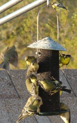 Goldfinch Feeding Frenzy