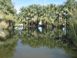 This is not 5 Palms but looks about the same.