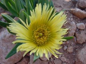 Desert Flower at La Casa Blanca
