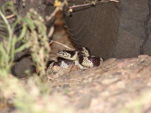 King Snake