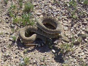 First Rattlesnake in the Woodpile