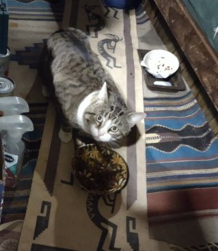 Bootes Hoovering Hazel's Kibble Dish