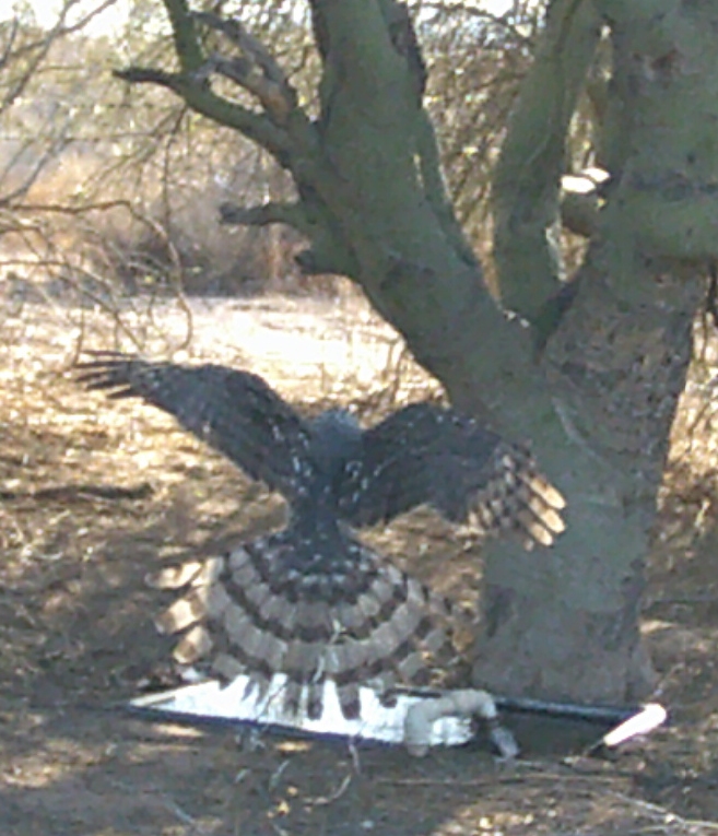 but not an eagle.