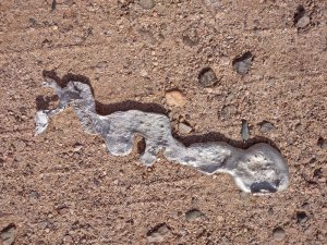 Crotalus aluminea v. Radiatorum