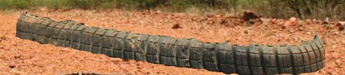 Diamiond Black Gutter Snake