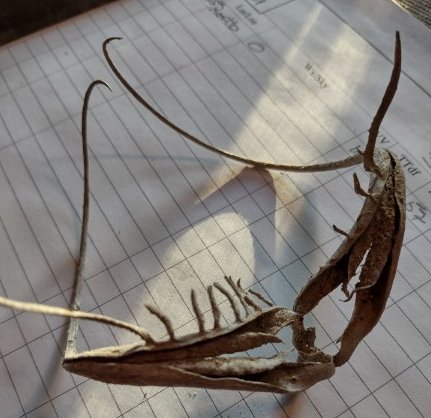 Devil's Seed Pod