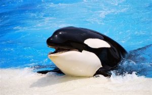 Orca Namesake Orca