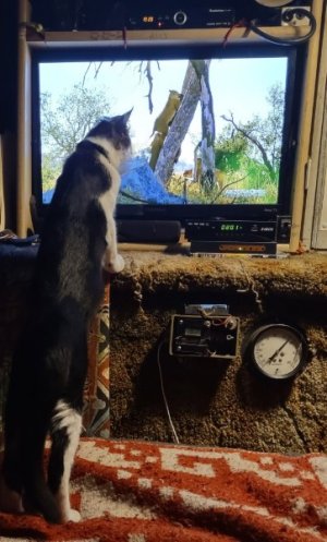 Orca Taking Lessons From A Big Cat