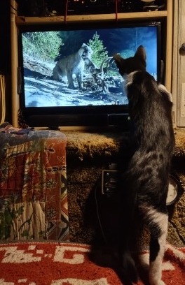 Orca Watching PBS
