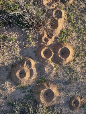 Craters of The Ant
                  Hills